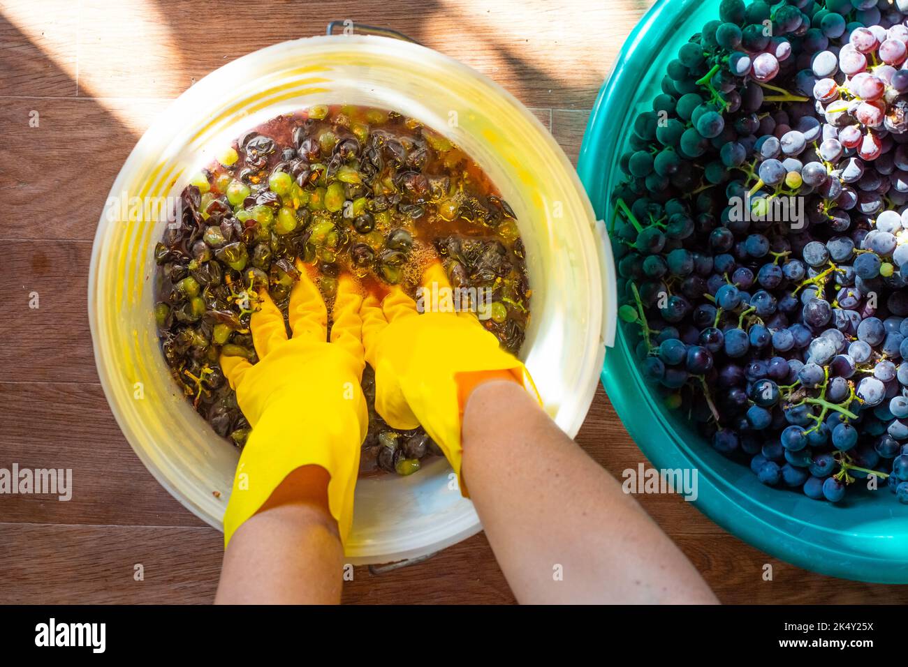 Preparazione del vino. Una donna schiaccia mazzi di uva blu Isabella con le mani, spremendo il succo. Foto Stock