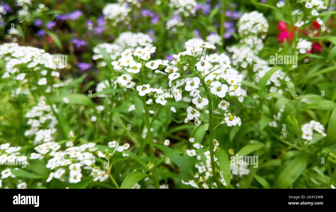 Un primo piano di alyssum maritima fiore dolce bianco Foto Stock