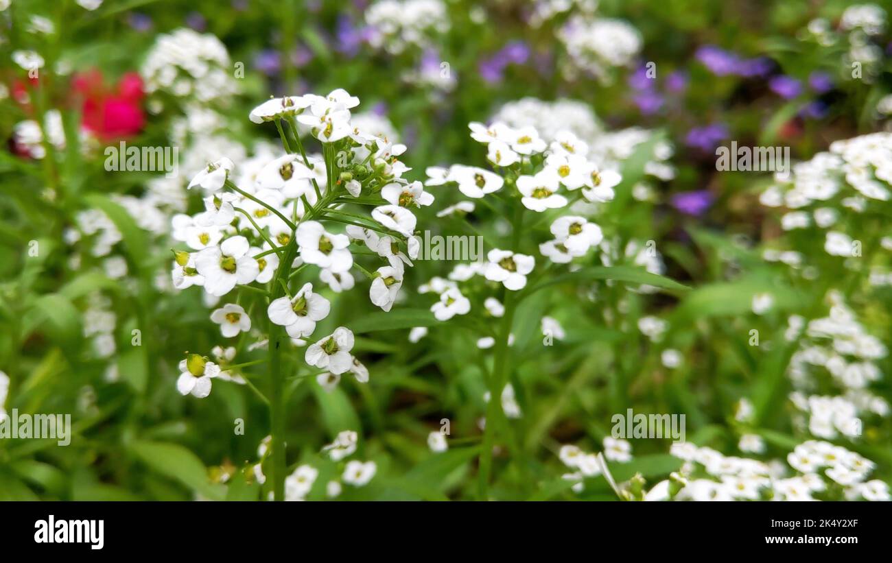 Un primo piano di alyssum maritima fiore dolce bianco Foto Stock