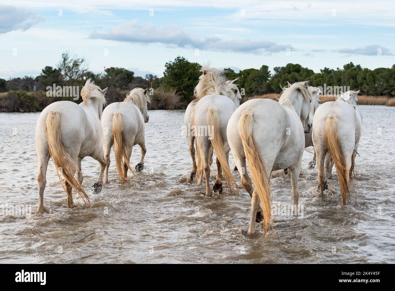 I cavalli bianchi sono galoping nell'acqua tutto il mare in Camargue, Francia. Foto Stock