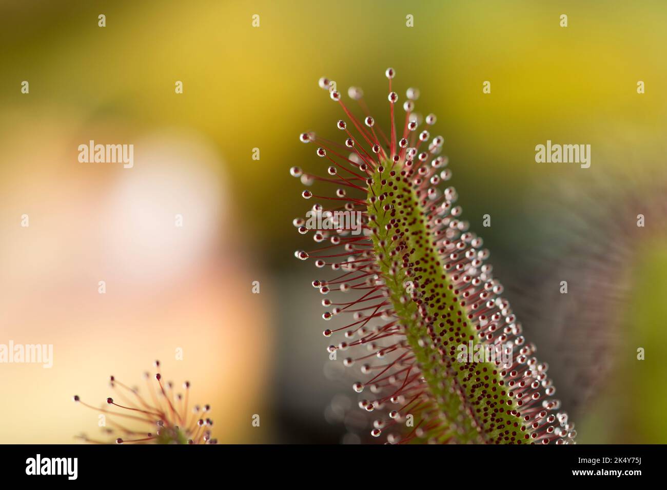 Sundew Bug mangiare piante primo piano. Foto Stock