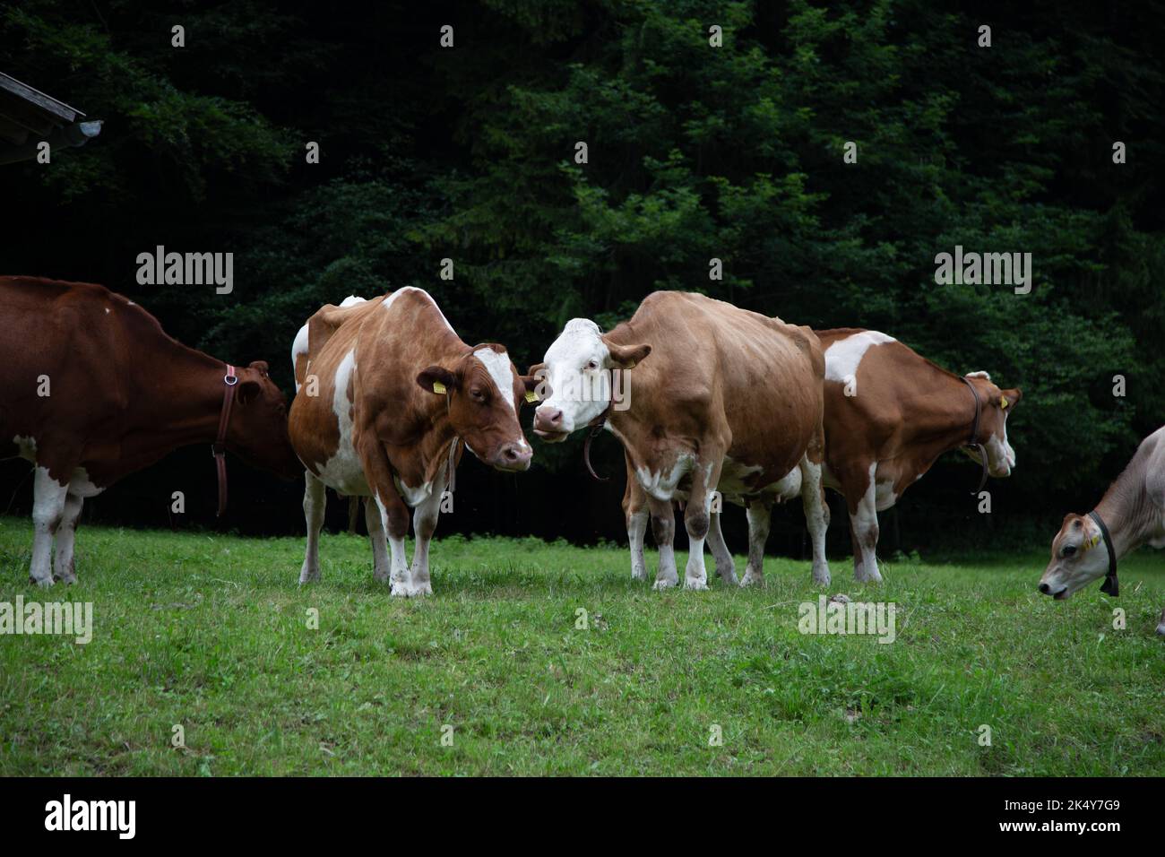 Mucche sulle montagne fuori Lauterbrunnen, Svizzera Foto Stock