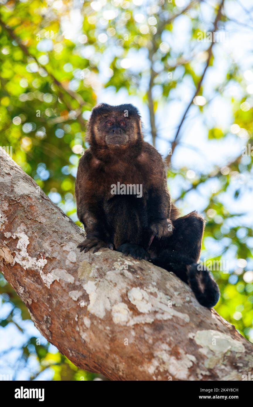 La scimmia dei Cappuccini (Cebus libidinosus) è una scimmia di commi del Rio Doce Estate Park, Minas Gerais, Brasile Foto Stock