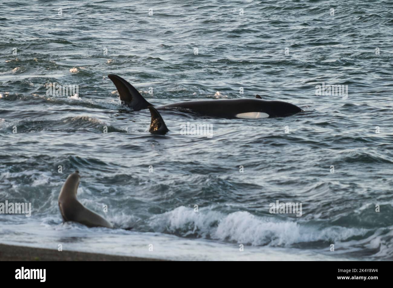 Caccia alle balene killer leoni marini, Peninsula Valdes, patrimonio mondiale dell'UNESCO, Patagonia, Argentina Foto Stock