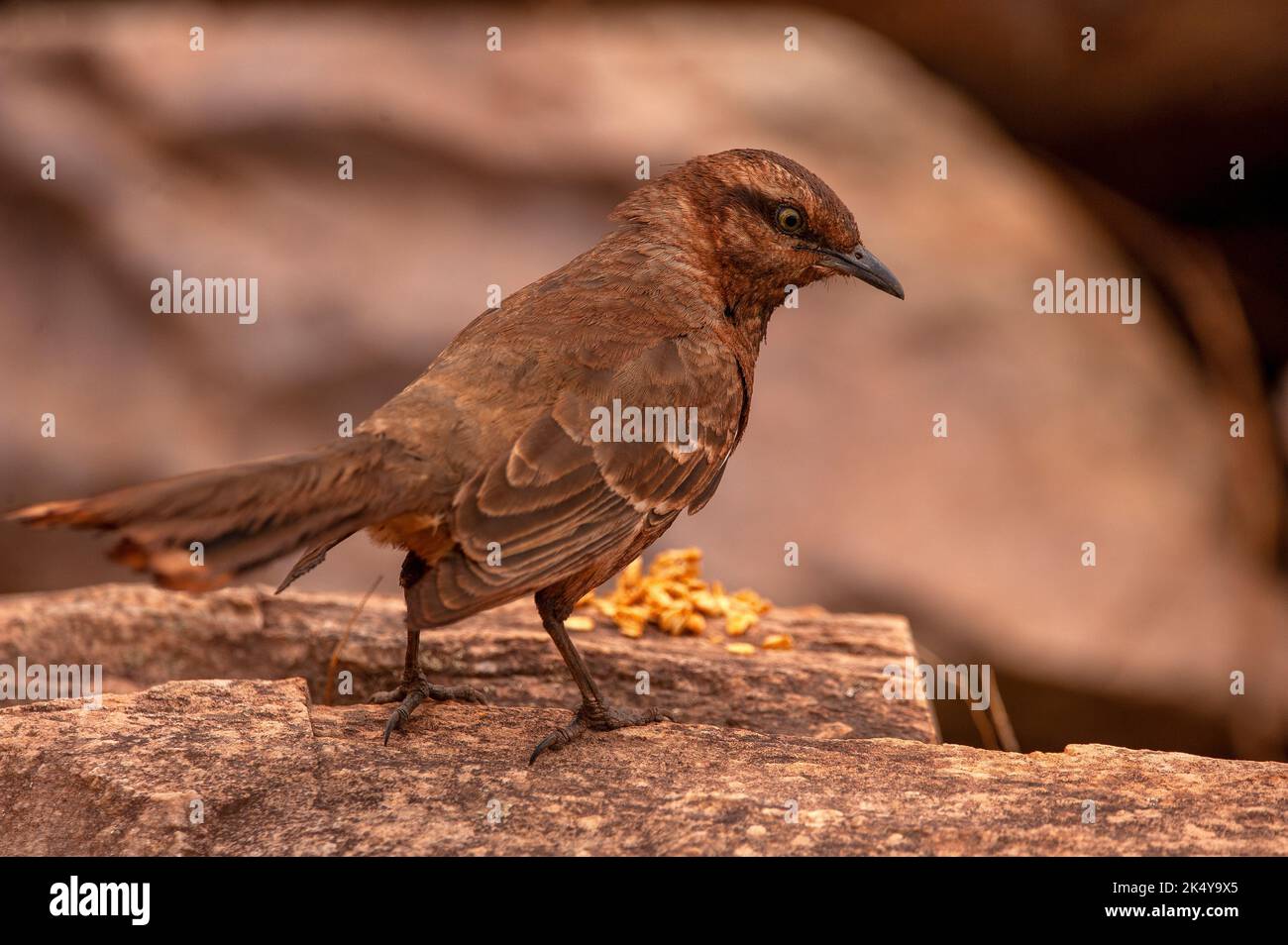 sabiá-do-campo o Mockingbird (Mimus saturninus) è un uccello della famiglia dei Passeriformes ordem e dei Mimidae, della Serra da Canastra, Minas Gerais, Brasile Foto Stock