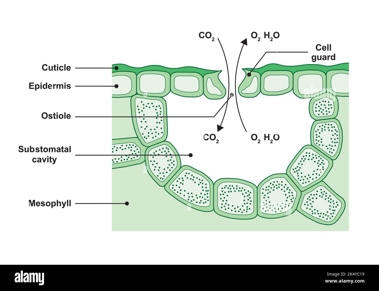 Progettazione scientifica della sezione trasversale stomata. Simboli colorati. Illustrazione vettoriale. Illustrazione Vettoriale