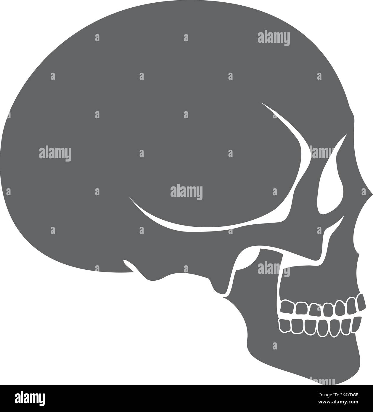 Vista laterale del cranio umano. Icona dell'anatomia della testa Illustrazione Vettoriale