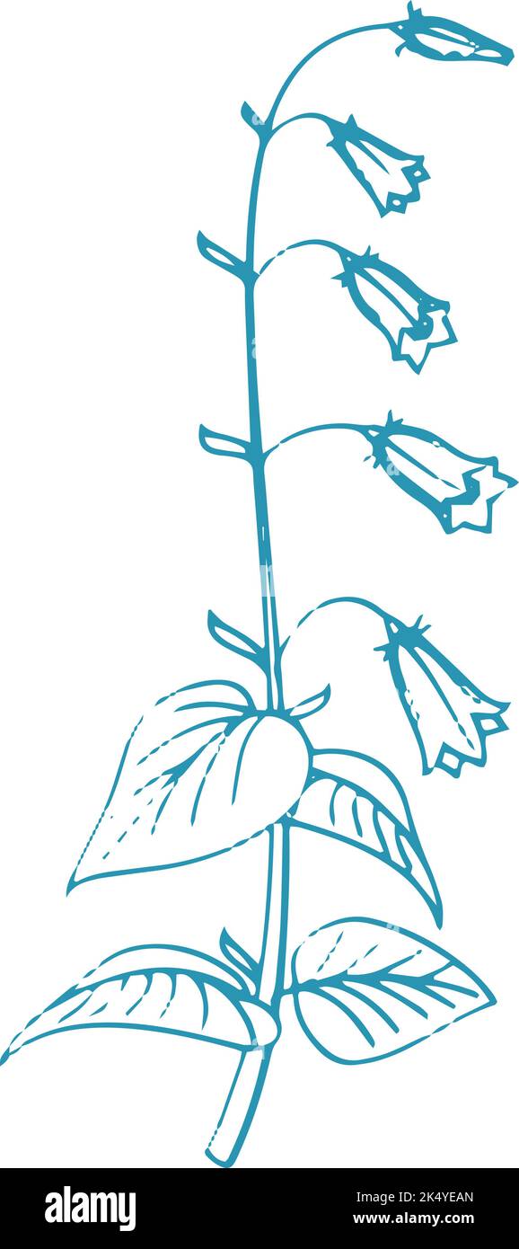 Bellflower pianta crescente. Illustrazione botanica. Disegno di erbe Illustrazione Vettoriale