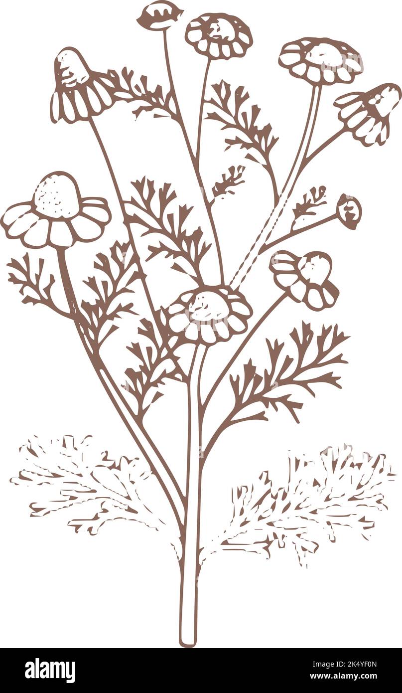 Disegno botanico di camomilla. Erba medica. Pianta naturale Illustrazione Vettoriale
