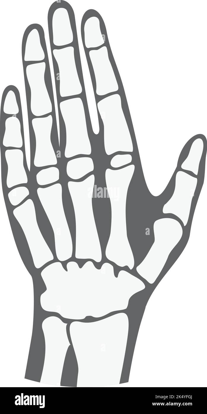 Ossa di palma umane. Falangi delle dita. Anatomia della mano Illustrazione Vettoriale
