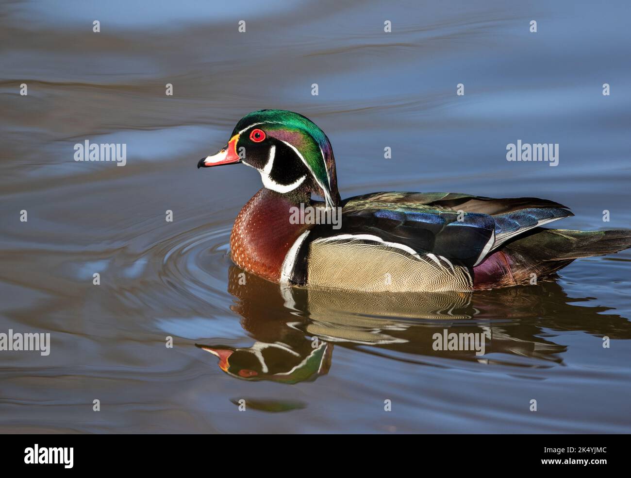 Primo piano di un drake di anatra di legno con bellissime piume che nuotano a distanza ravvicinata. Foto Stock