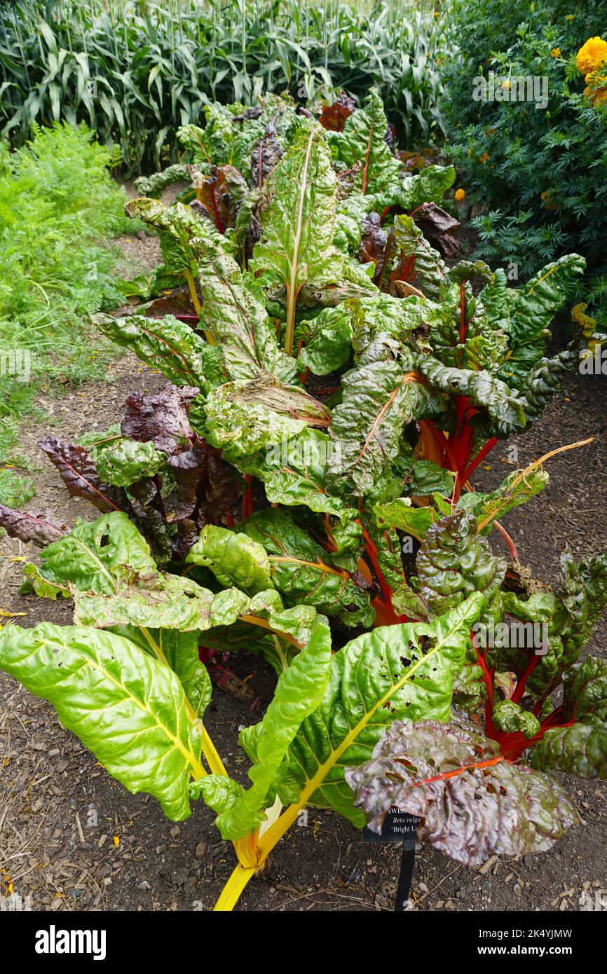 Foglie verdi fresche con steli rossi e gialli di Swiss Chard "Bright Lights" Foto Stock