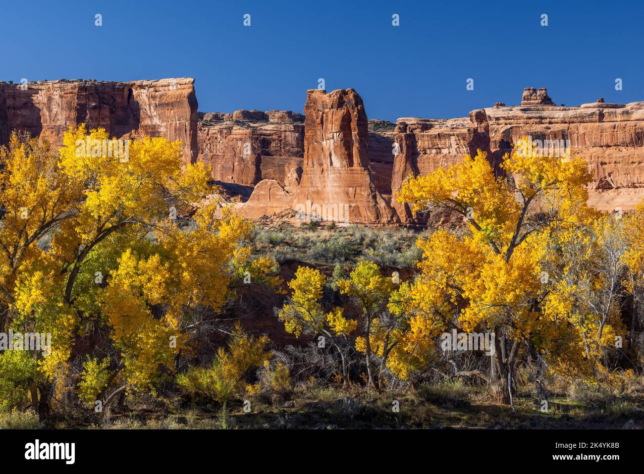Alberi di Cottonwood lungo Courthouse Wash in autunno, Arches National Park, Utah Foto Stock