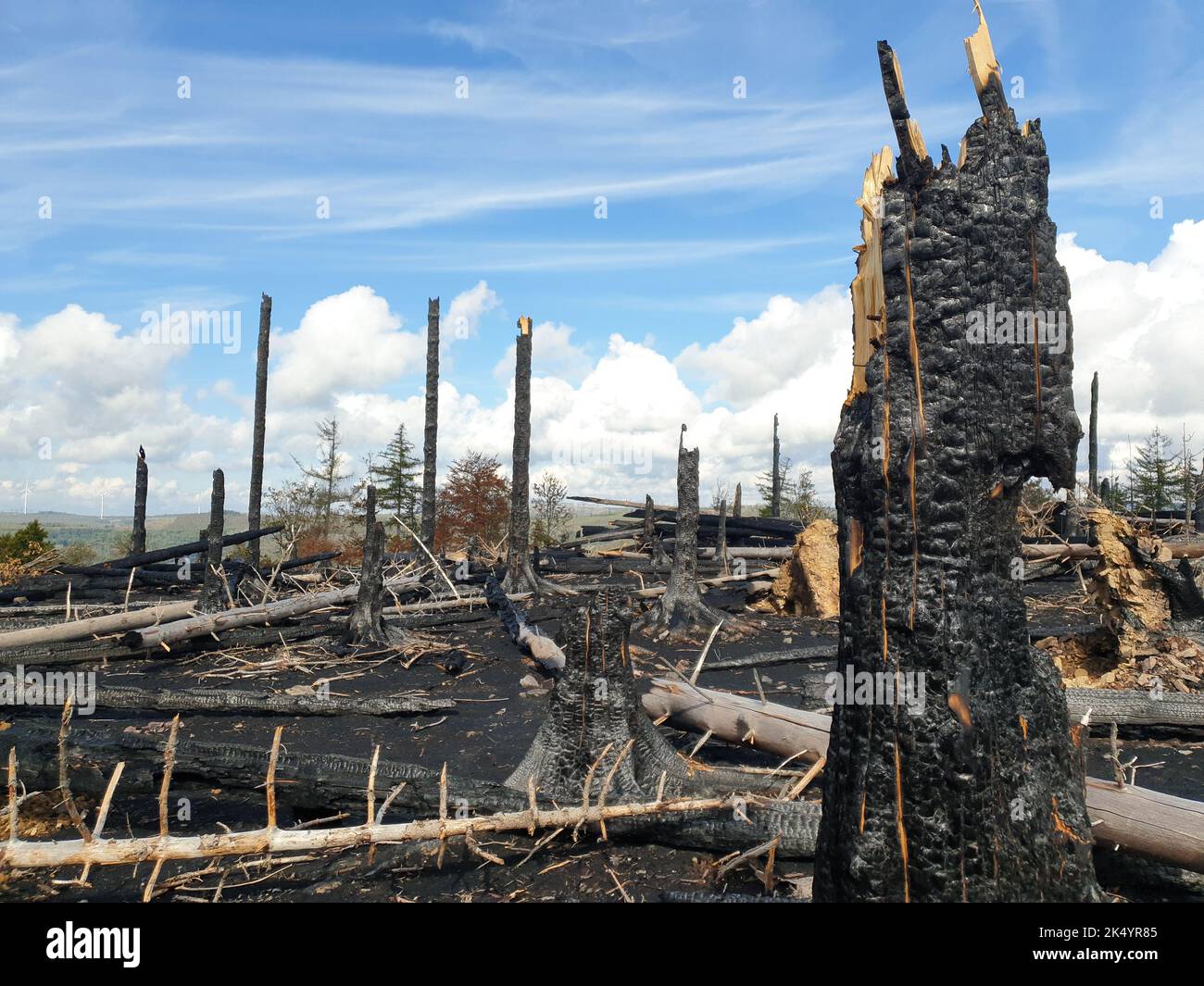 Haiger, Germania. 29th Set, 2022. Un grande incendio a metà agosto del 2022 ha lasciato arrocche di alberi e terra nera in un'area boschiva pre-danneggiata vicino ad Haiger e Dillenburg, nel centro dell'Assia. Fino a 1000 forze erano sul posto durante l'operazione di giorni-lungo per combattere le fiamme. (A dpa in attesa di nuovo verde nella zona dei vigili del fuoco della foresta) Credit: Carolin Eckenfels/dpa/Alamy Live News Foto Stock