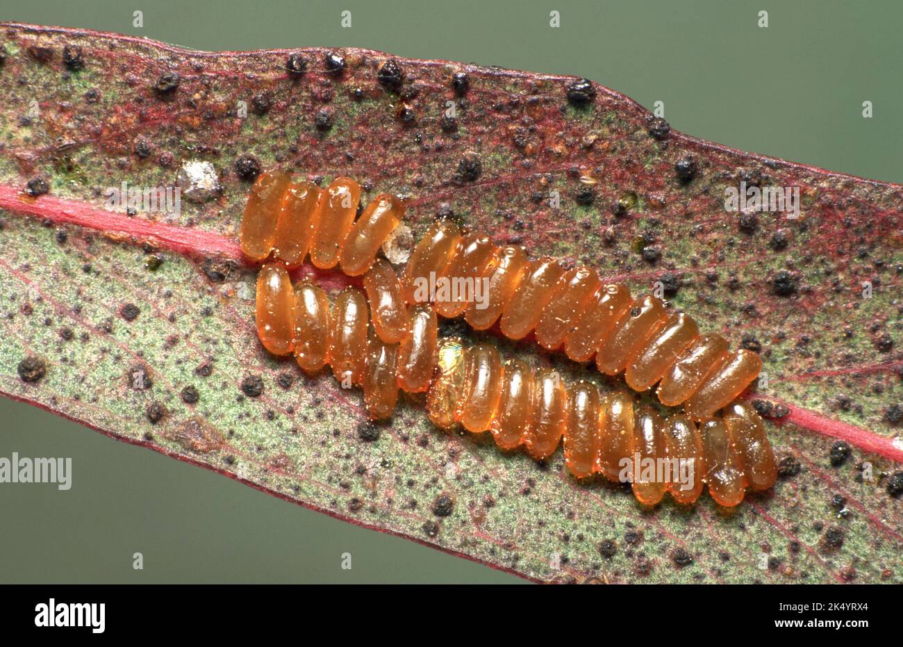 UOVA DI SAWFLY SU FOGLIA DI EUCALIPTO Foto Stock