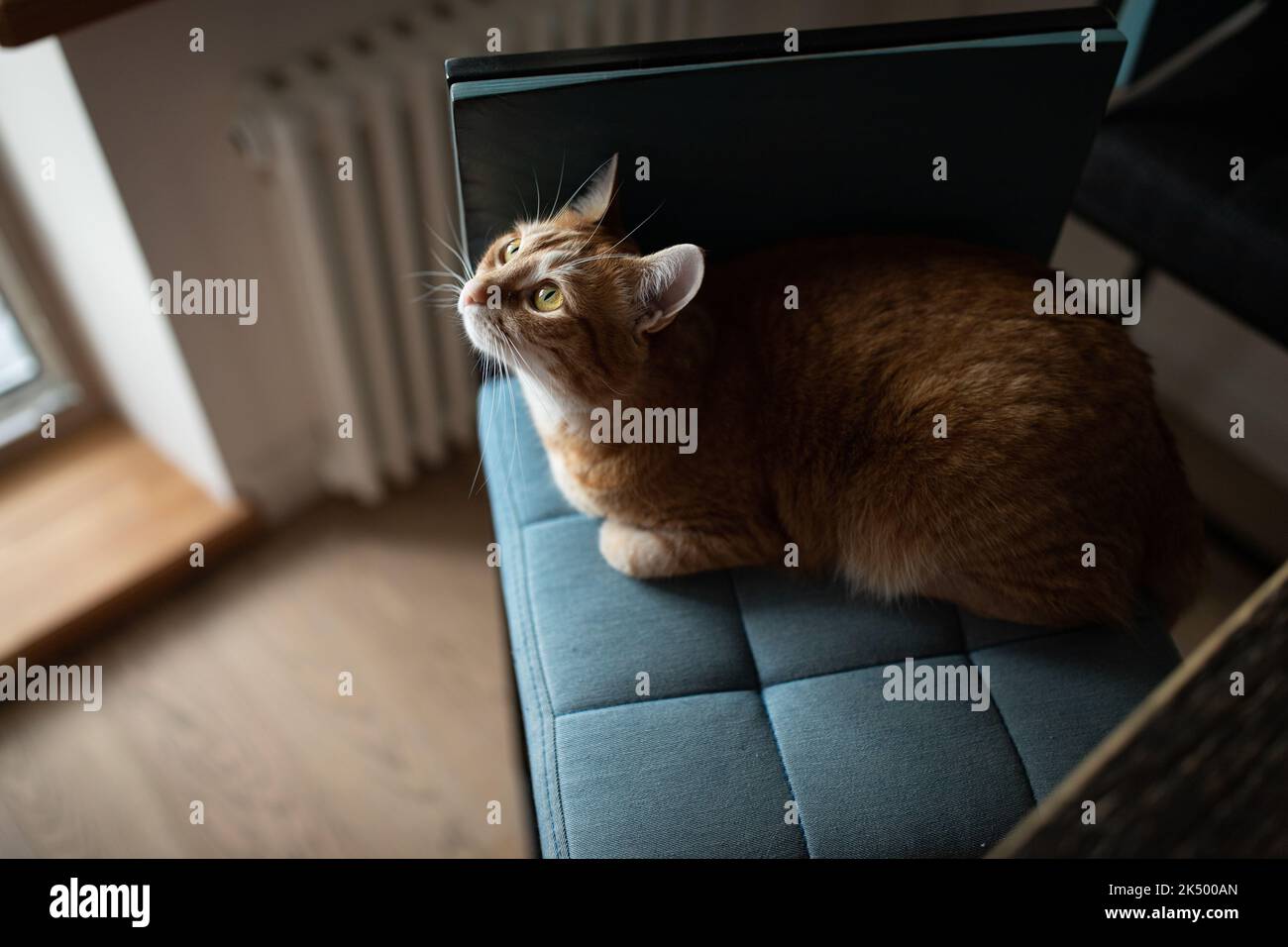 Un gatto zenzero siede su una sedia facile in una casa accogliente e guarda il proprietario. Foto di alta qualità Foto Stock