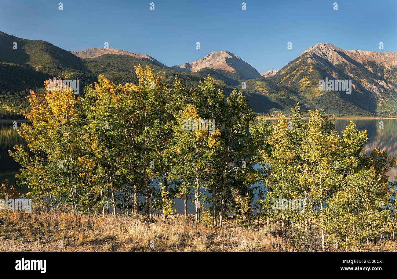 I variopinti alberi delle Montagne Rocciose si ergono all'inizio dell'autunno, con Mount Hope e le cime gemelle che si innalzano sopra i Twin Lakes nel Colorado centrale. Foto Stock