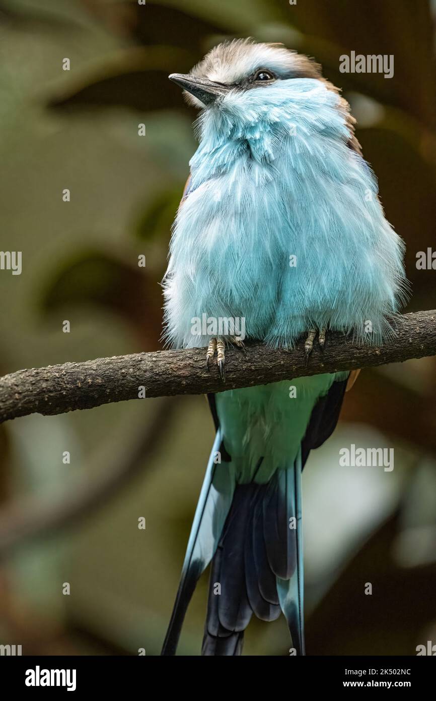 Roller con coda di racchetta (Coracias spatulatus), un bellissimo uccello dell'Africa orientale, allo Zoo Atlanta di Atlanta, Georgia. (USA) Foto Stock