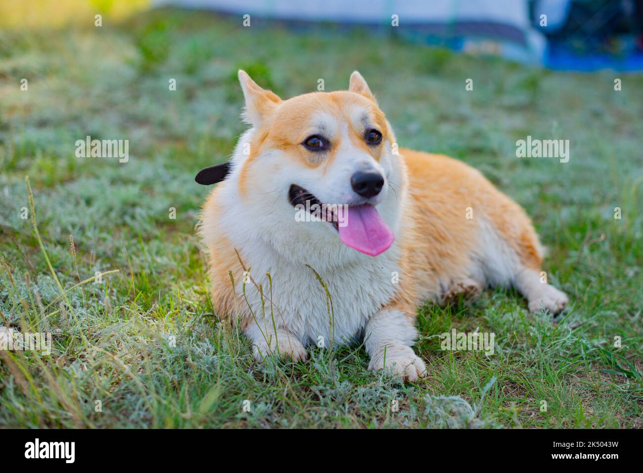 un cane reale corgi giace sull'erba Foto Stock
