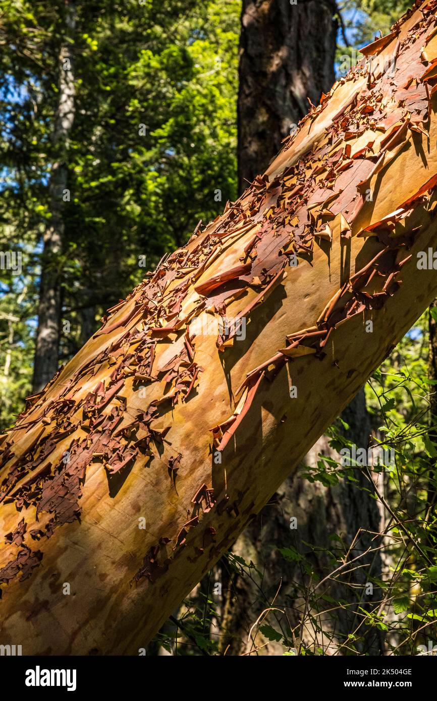 Una vista in primo piano del tronco di un albero di Madrone Pacifico nel Parco statale di Obstruction Pass. Foto Stock