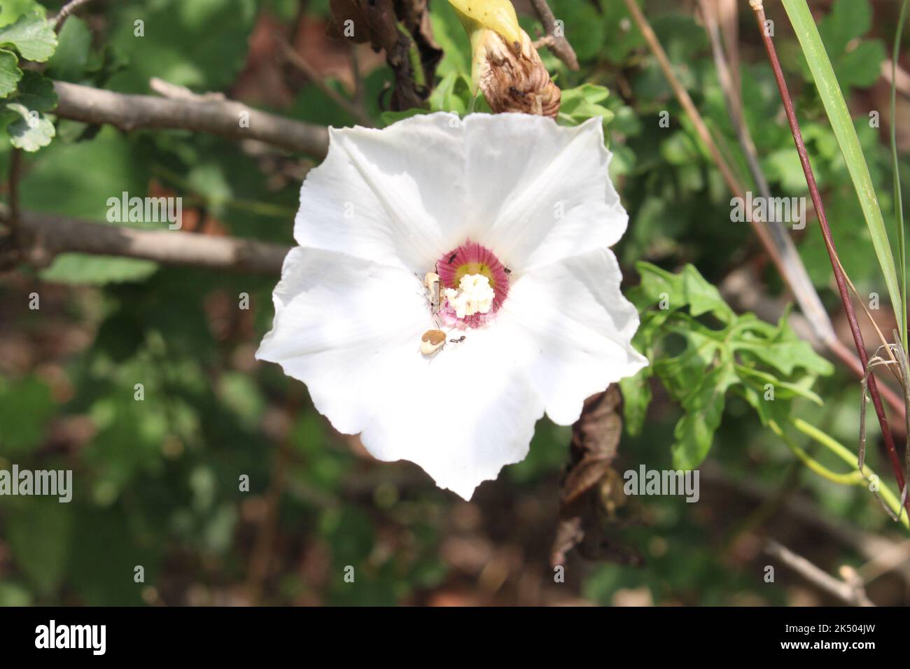 fiore bianco all'aperto giorno immagine Foto Stock