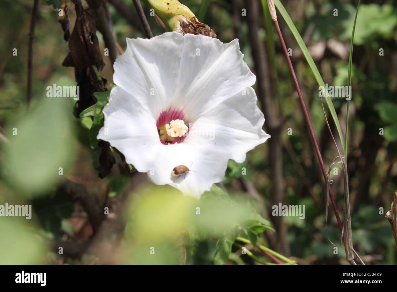fiore bianco all'aperto giorno immagine Foto Stock