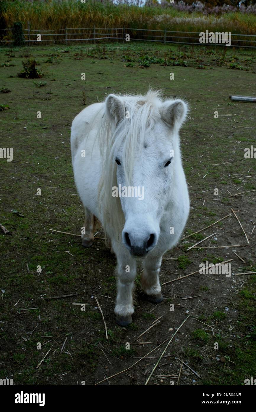 Ponys neben Landschaftsgartenschaugelände a Kitzingen Foto Stock