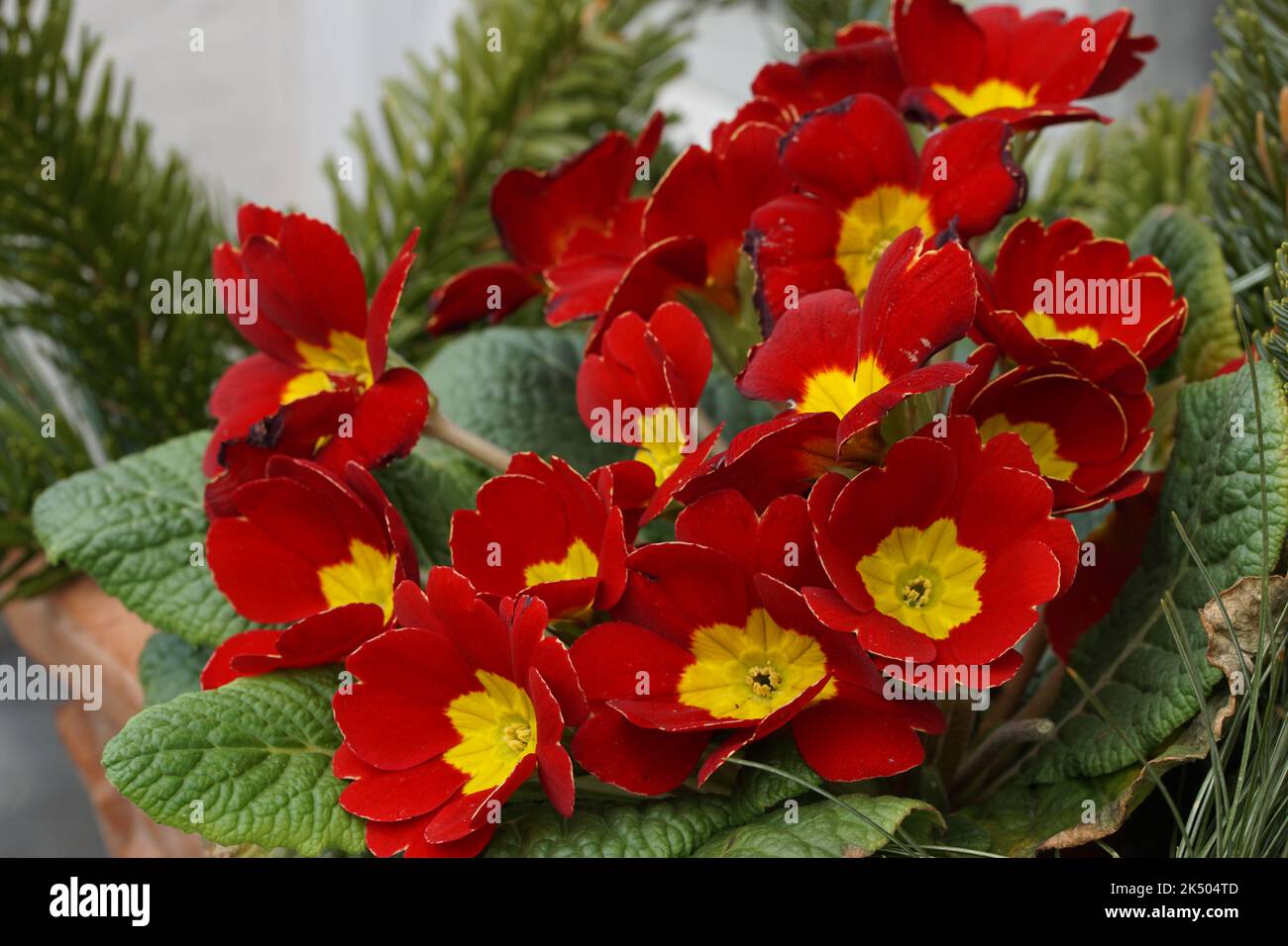 Zierblume aber giftig (Kontaktallergen) Foto Stock