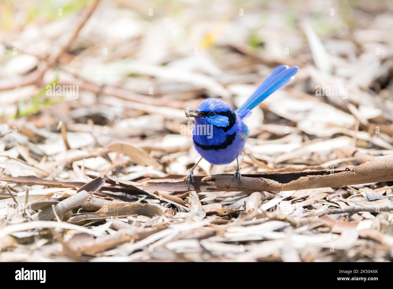 Splendid Fairy Wren sta mostrando una cattura di insetto, Perth, Australia Occidentale Foto Stock