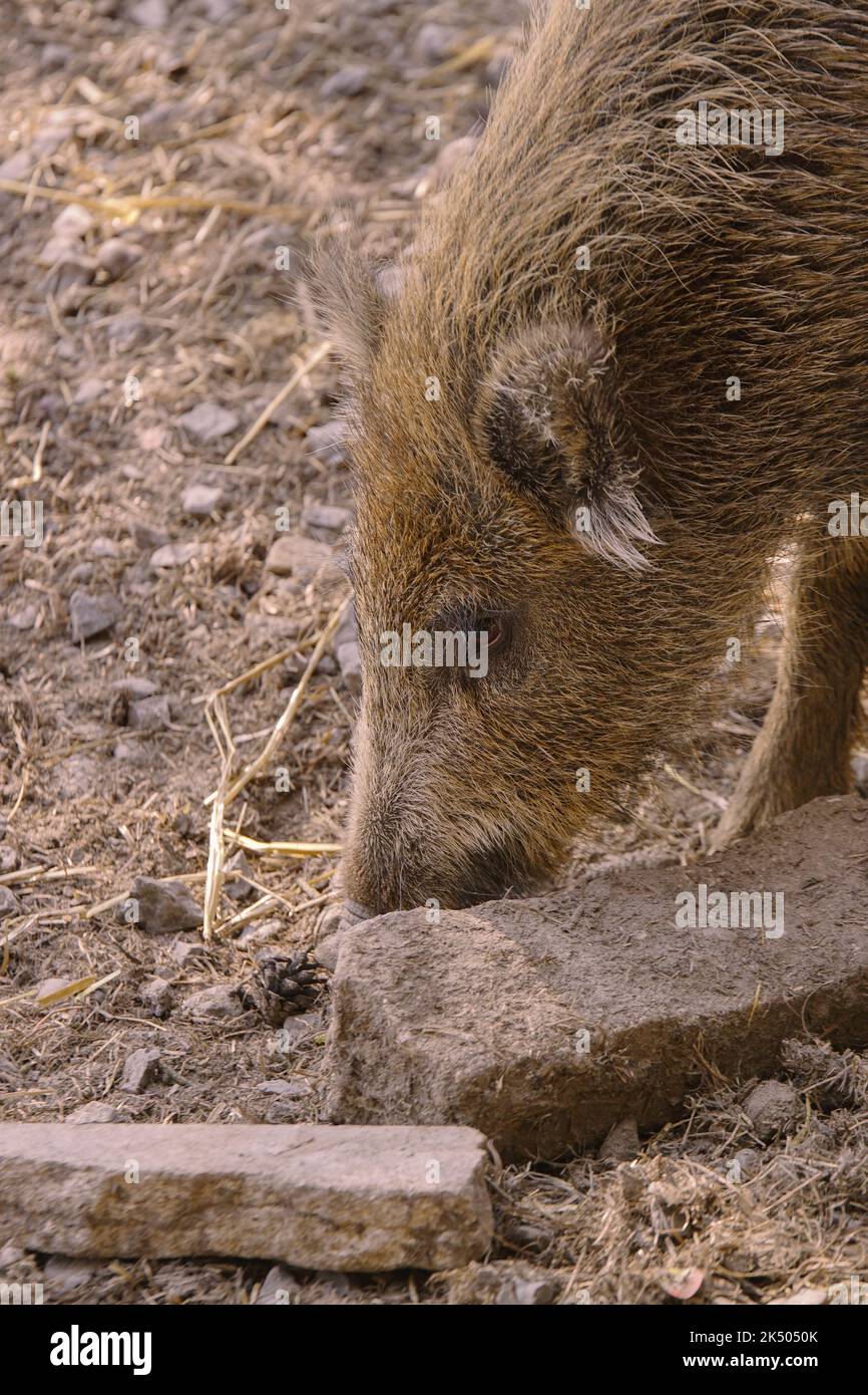 Junges Wildschwein im Tierpark Sommerhausen Foto Stock