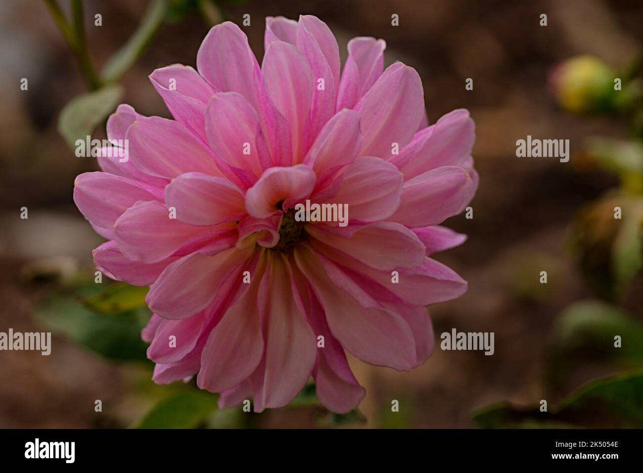 Rosa Dahlieneinzelblüte Foto Stock