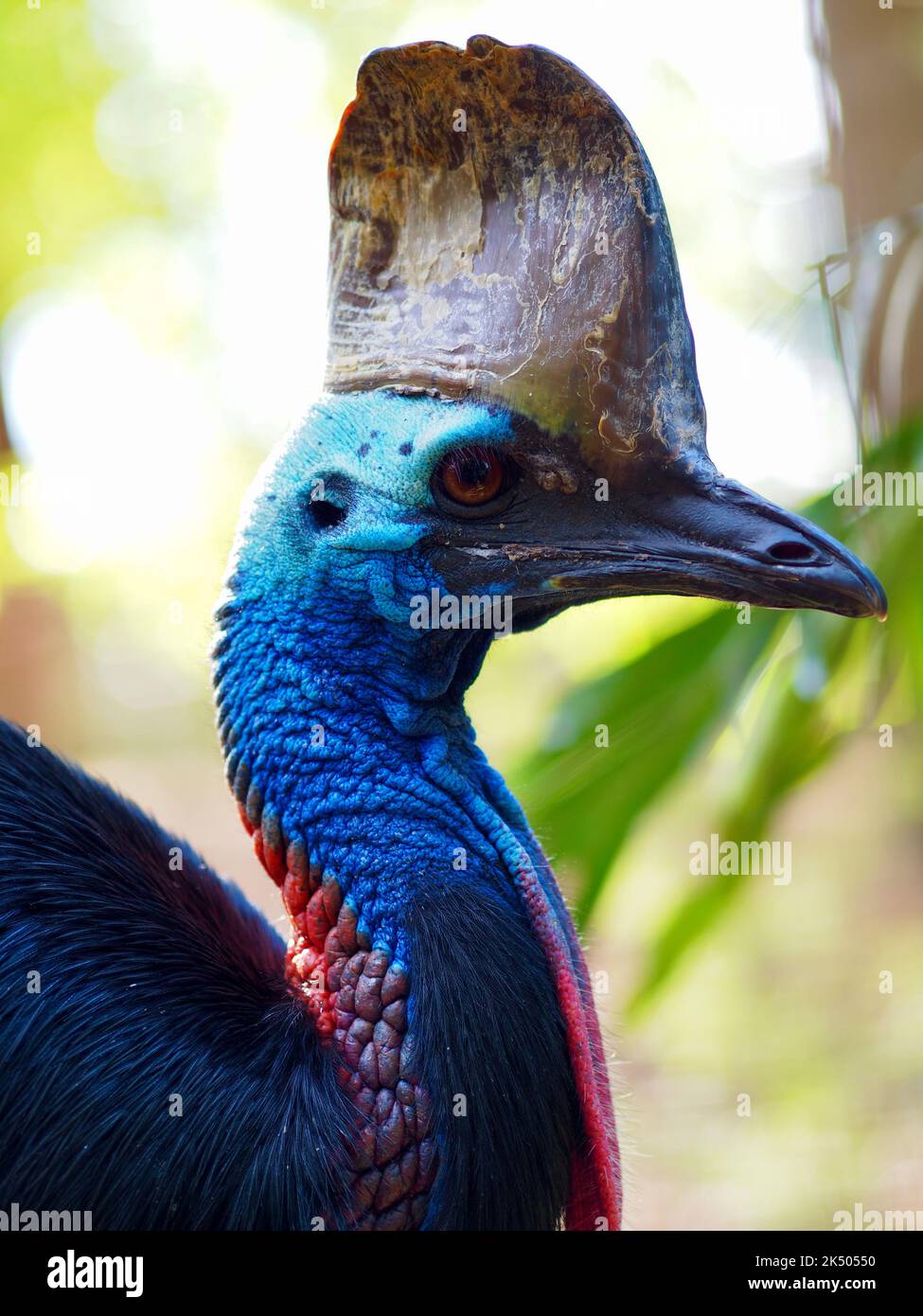 Squisita superlativa Cassowary Meridionale in una posa elegante. Foto Stock