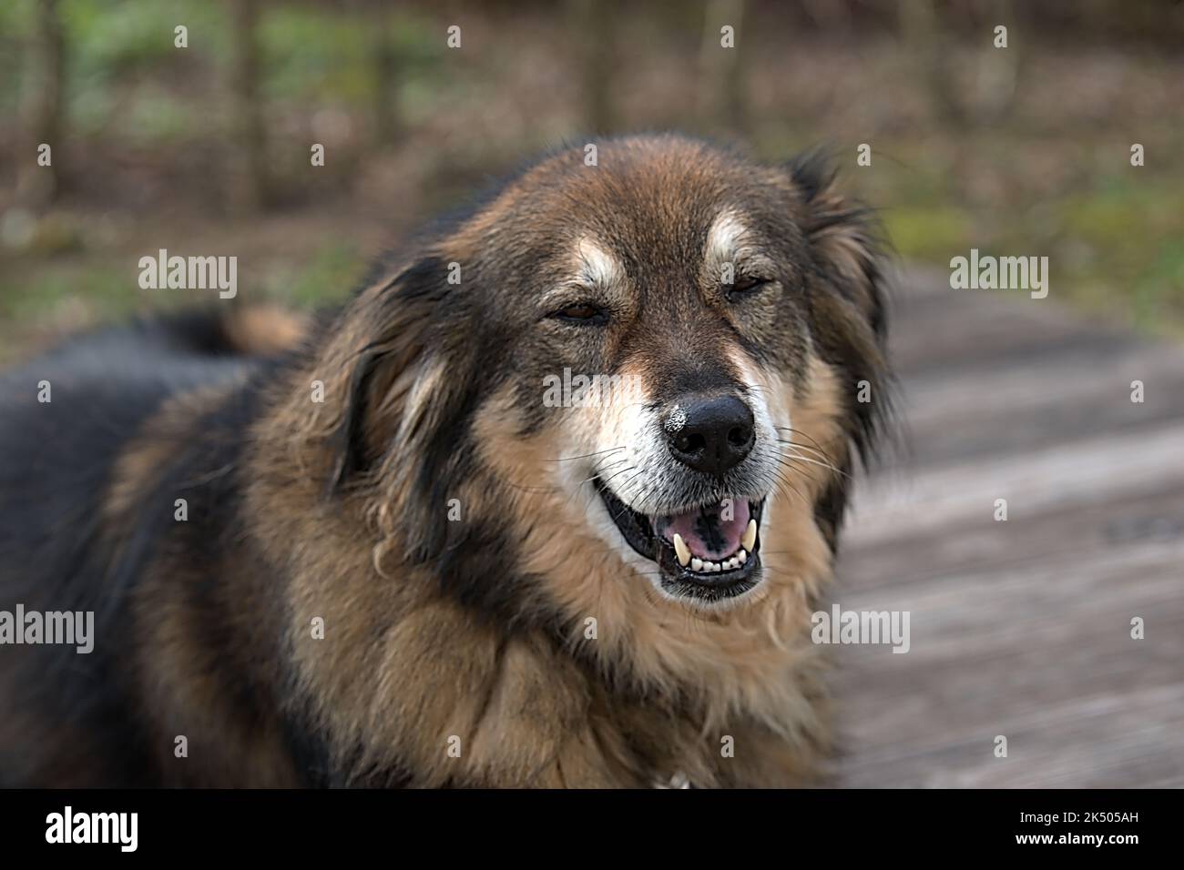 Hund während eines Sparziergangs begnet Foto Stock