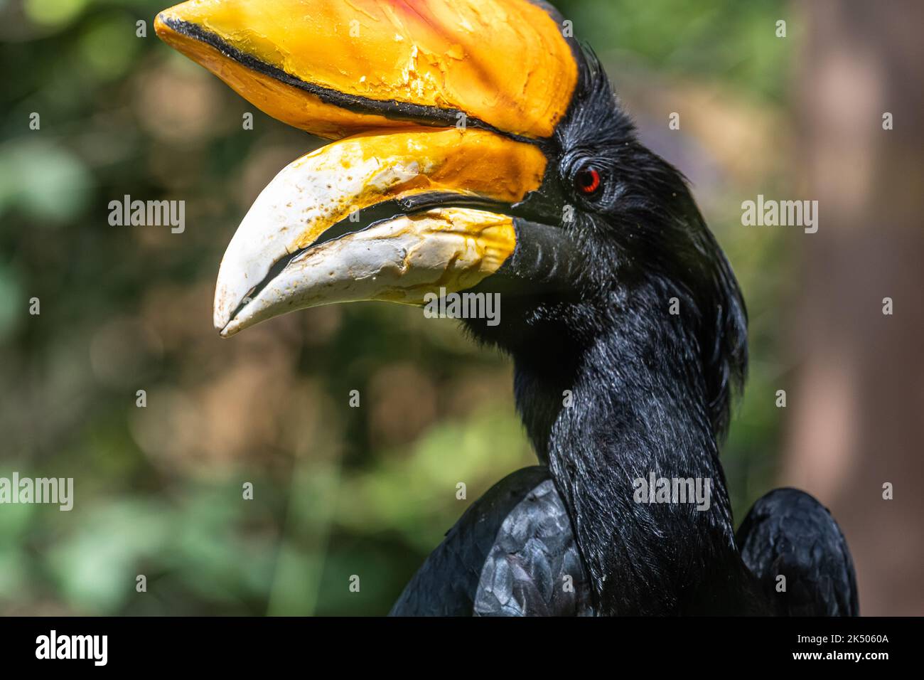 Rinoceronte di Rhinoceros (Buceros rinoceros), l'uccello nazionale della Malesia, allo Zoo di Atlanta vicino al centro di Atlanta, Georgia. (USA) Foto Stock