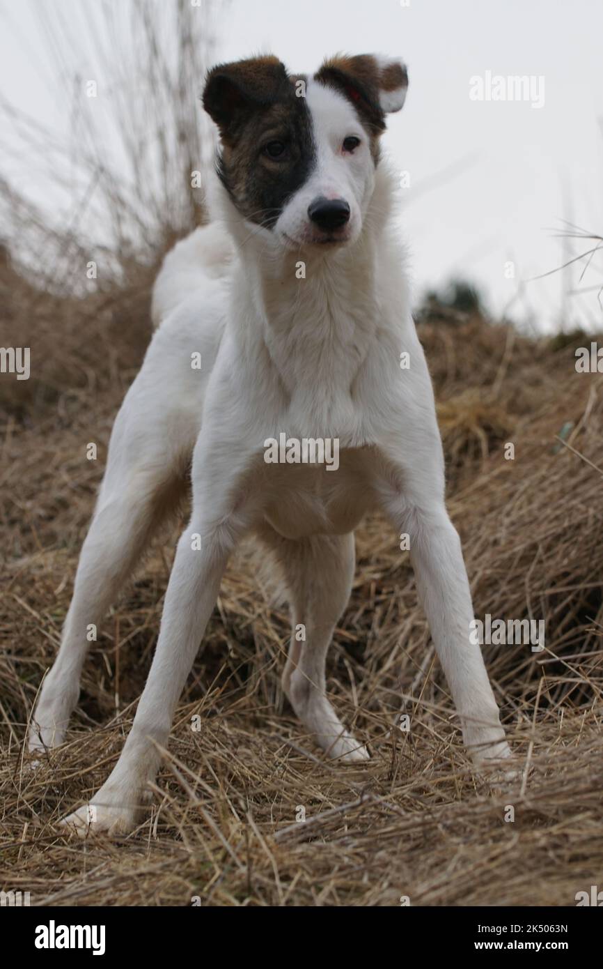 südeuropäischer Mischlingshund Pablo Foto Stock