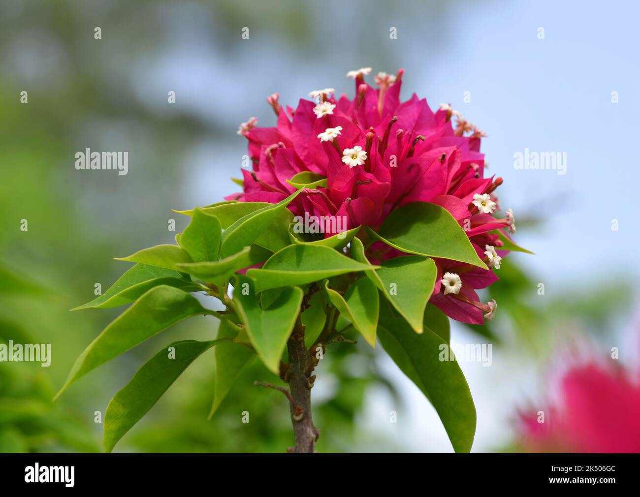 Fiore rosa Bougainvillea fiori primo piano in giornata di sole. Foto Stock