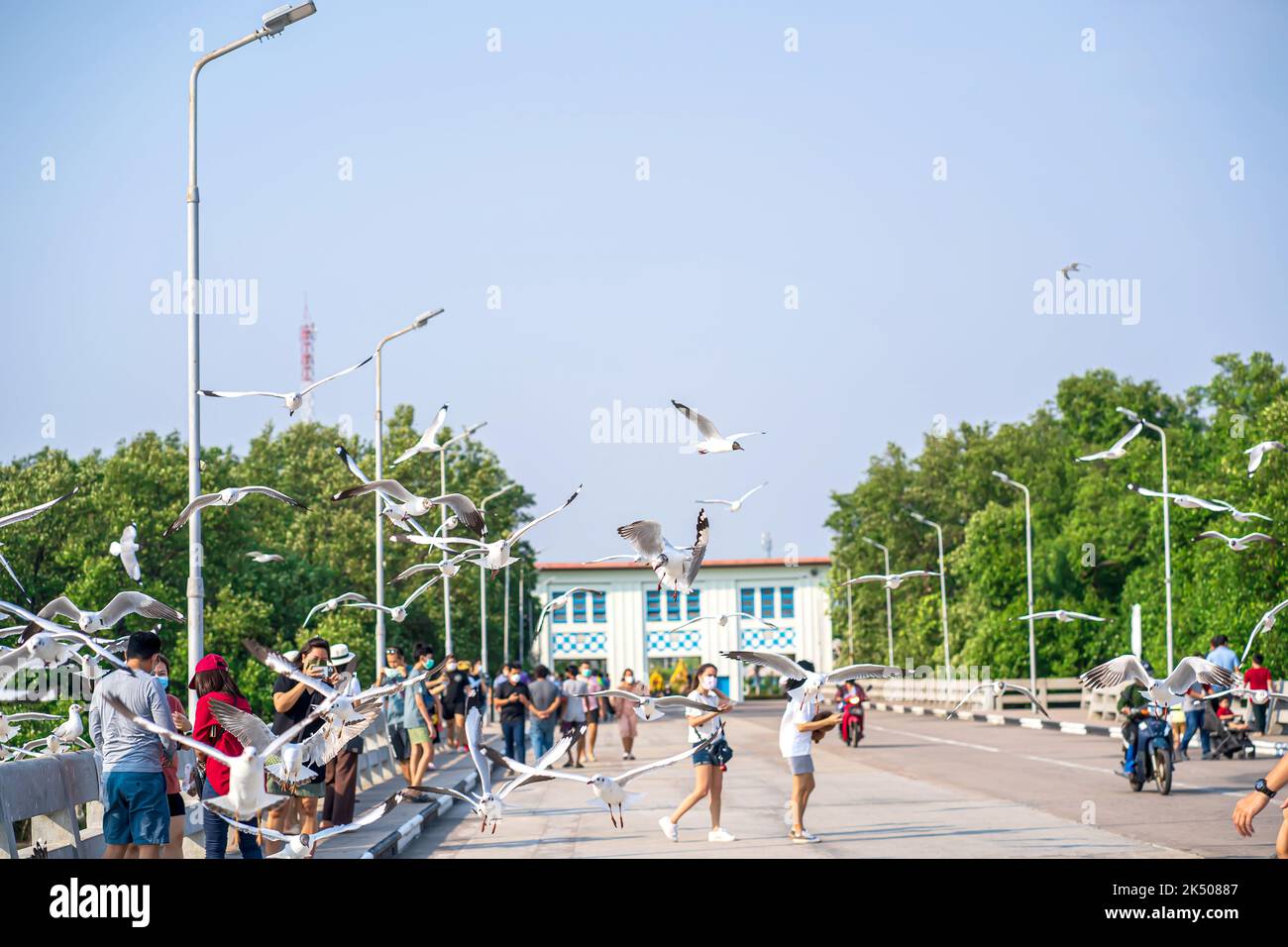 Samut Prakan, Thailandia - Mar 5, 2022 - fuga di gabbiano dall'alta Asia il tempo invernale è venuto in Thailandia ogni anno. È un momento popolare per scattare la foto Foto Stock