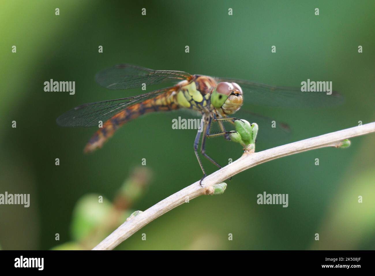 Orthetrum cancellatum con fondo verde. Libellula rossa Foto Stock