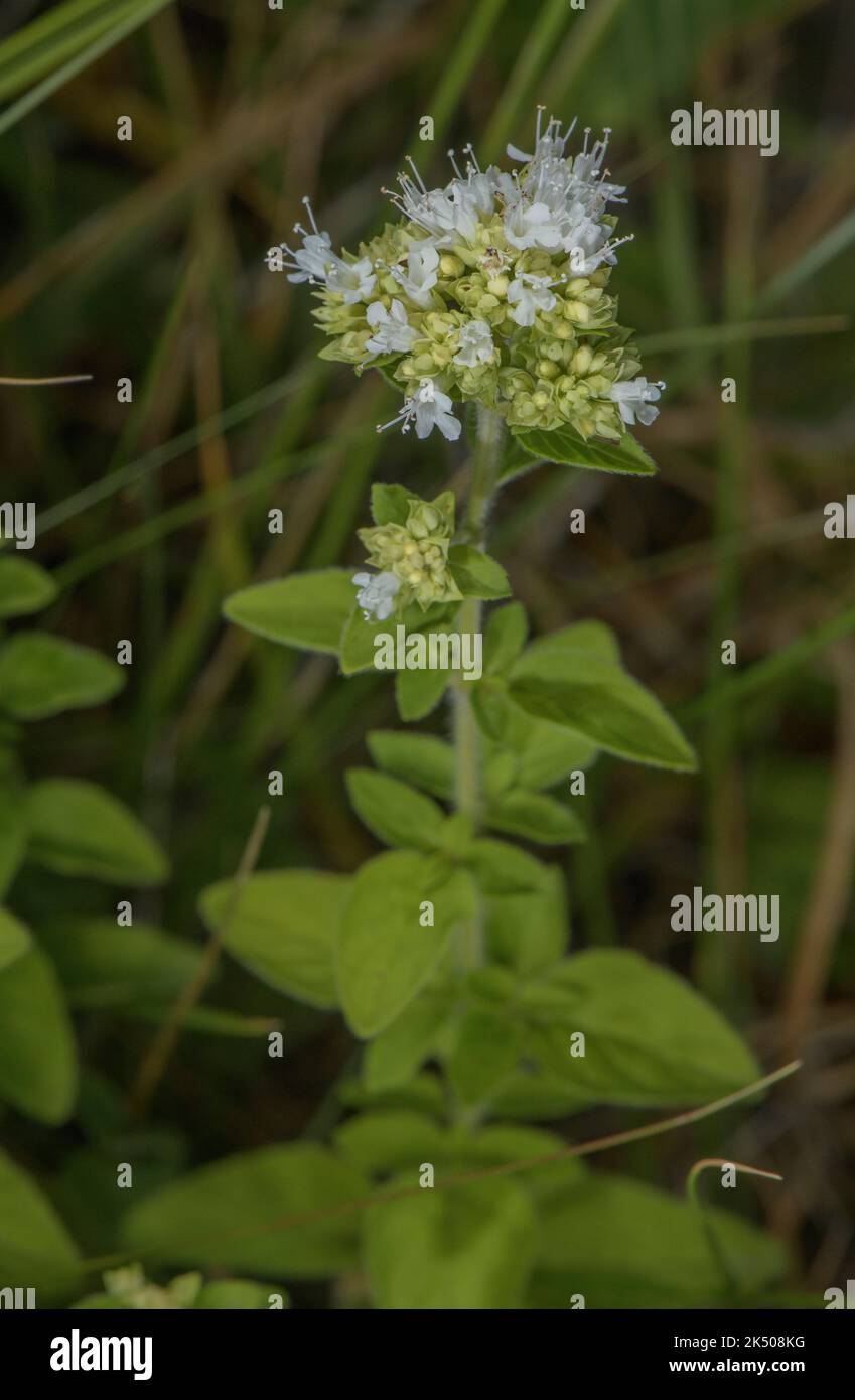 Forma bianca di maggiorana selvatica, Origanum vulgare, in fiore su gesso downland. Foto Stock