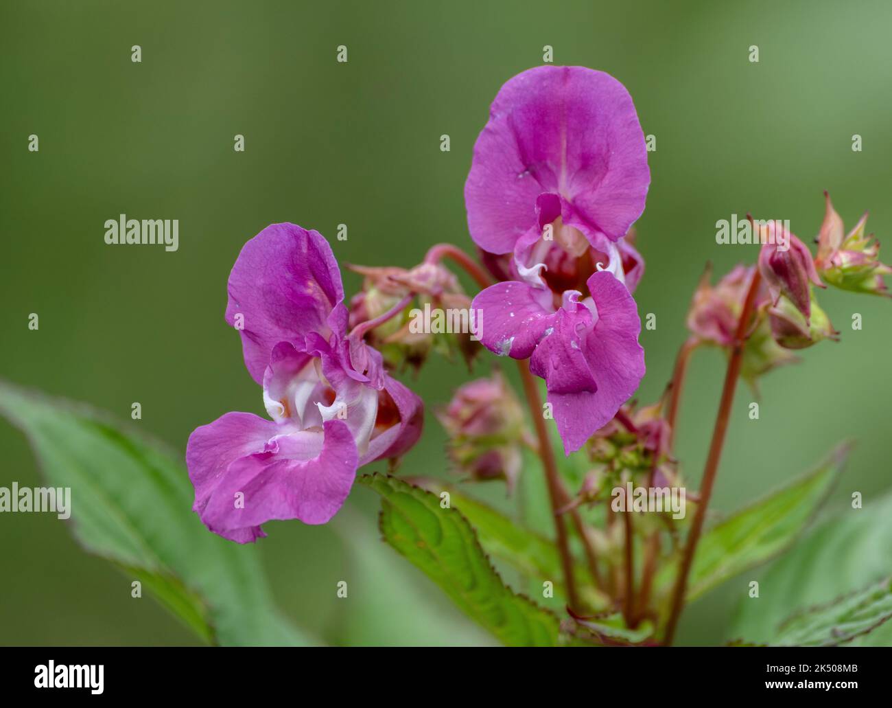 Balsamo himalayano, Impatiens glandulifera, in fiore sulla riva del fiume, Dorset. Invadendo pianta non-nativa. Foto Stock