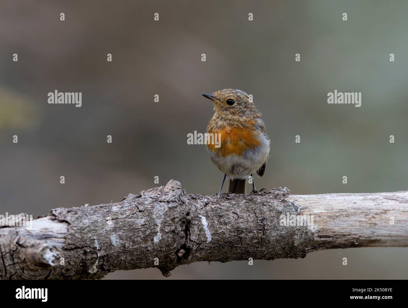 Robin europeo giovanile, Erithacus rubecula, a fine estate. Foto Stock