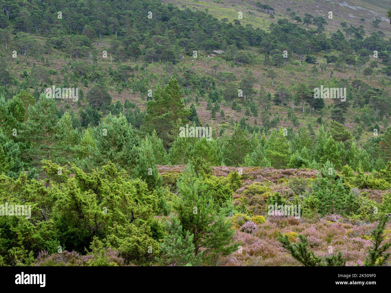 Giovane foresta mista di pini scozzesi, con ginepri e erica nella tenuta di Rothiemurchus, Speyside, Cairngorms, Scozia. Foto Stock