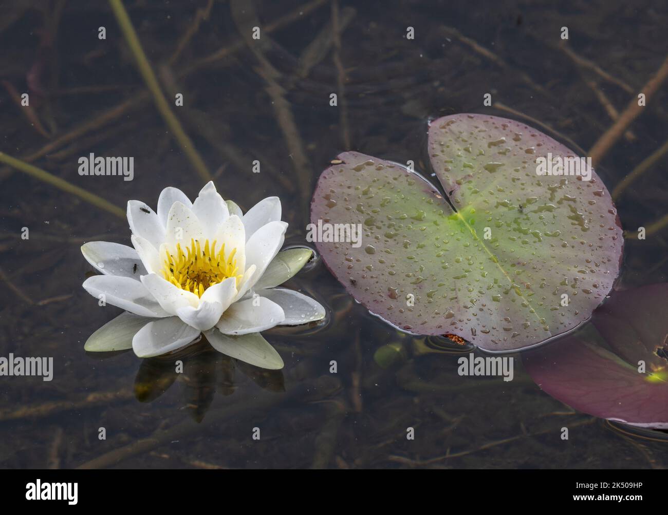 Giglio di acqua bianca, Nymphaea alba, in fiore in acid upland Lake, Scozia. Foto Stock