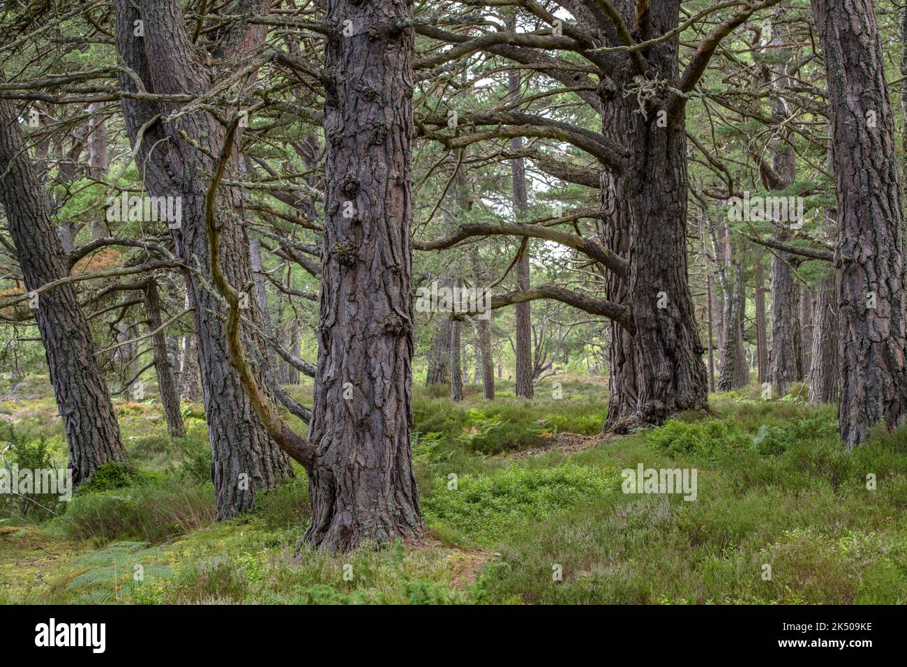 Old Growth Pines Scozzese in Caledonian Pine Forest, Rothiemurchus Estate. Speyside, Cairngorms, Scozia. Foto Stock