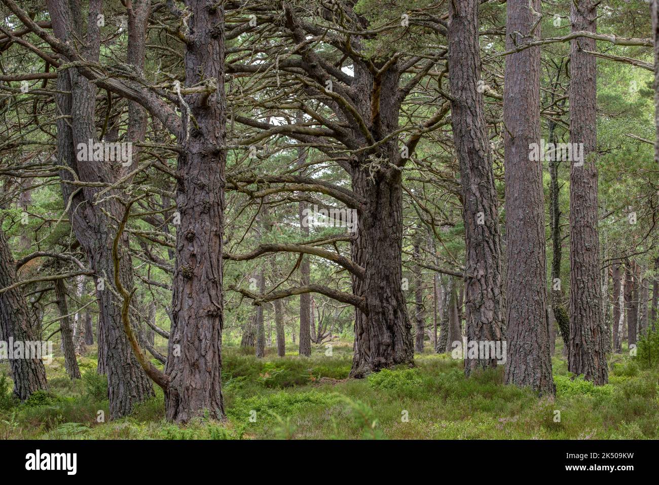 Old Growth Pines Scozzese in Caledonian Pine Forest, Rothiemurchus Estate. Speyside, Cairngorms, Scozia. Foto Stock