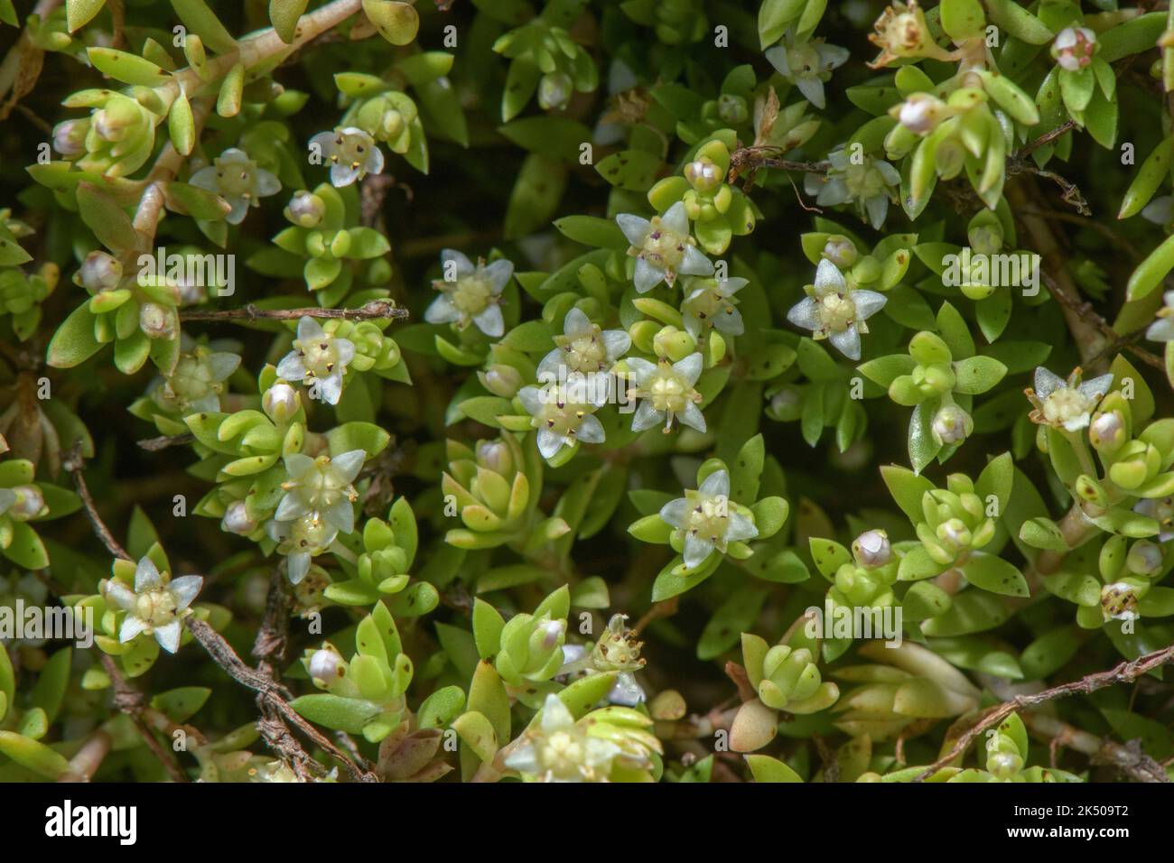 Nuova Zelanda pigmyweed, Crassula helmsii, in fiore sul margine dello stagno, Somerset. Specie di paludi invasive. Foto Stock