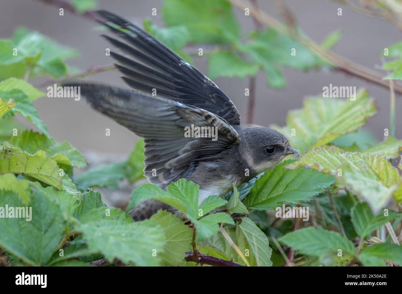 Sabbia martin, Riparia riparia, brevemente riposante, al luogo di allevamento, Hampshire. Foto Stock