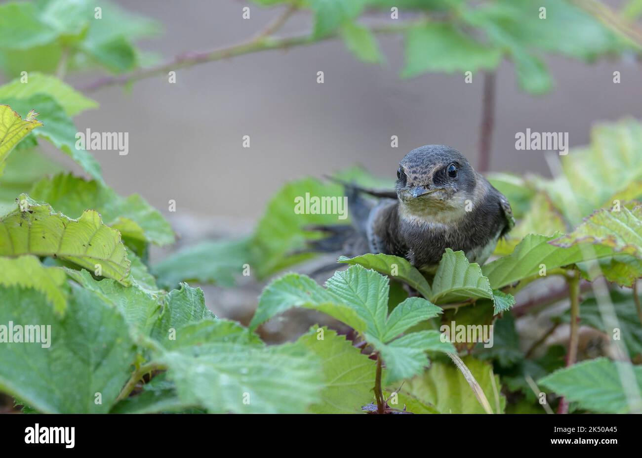 Sabbia martin, Riparia riparia, brevemente riposante, al luogo di allevamento, Hampshire. Foto Stock