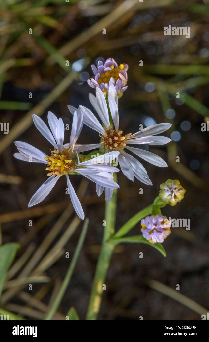 Astro di mare, Astro pannonicus, in fiore in salpalude, Dorset. Foto Stock
