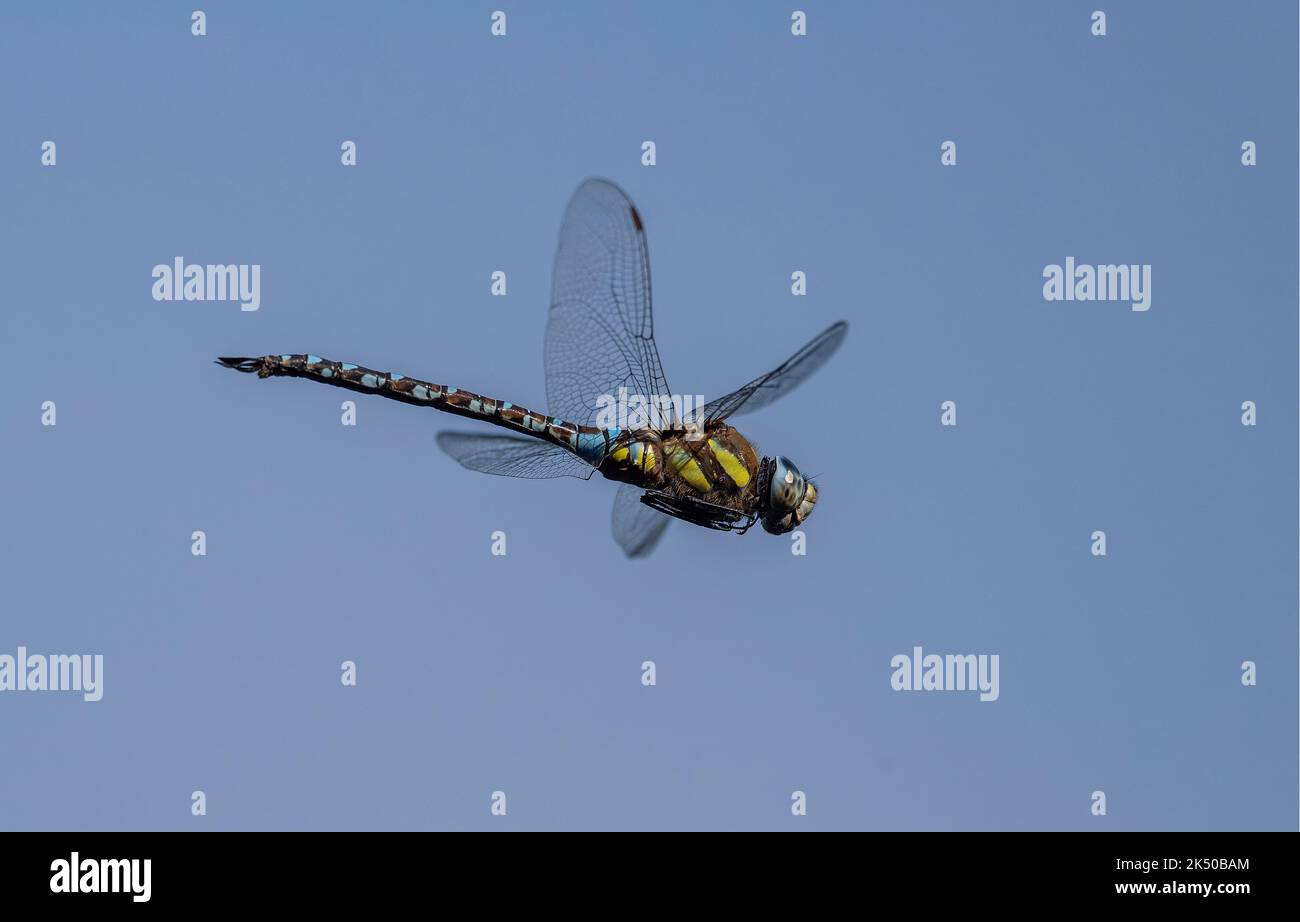 Maschio Hawker Migrant, Aeshna mixta, in volo, che si affaccia sul bordo di un lago, Somerset. Foto Stock